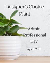 Designer's Choice - Plant