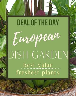 Deal of the Day - European Dish Garden from Joseph Genuardi Florist in Norristown, PA