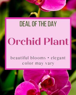 Deal of the Day - Orchid Plant from Joseph Genuardi Florist in Norristown, PA
