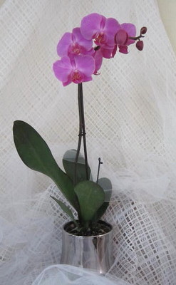 Orchid Treasures Plant from Joseph Genuardi Florist in Norristown, PA
