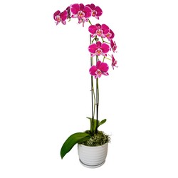 Double Trouble Orchid from Joseph Genuardi Florist in Norristown, PA