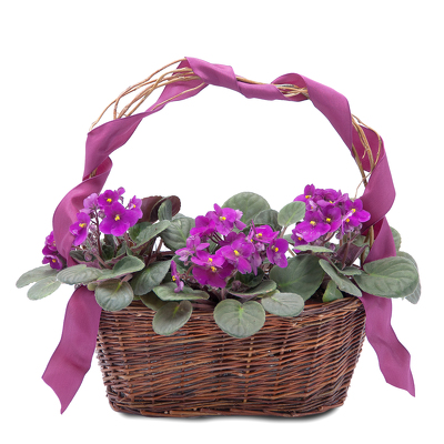 Very Violet Basket from Joseph Genuardi Florist in Norristown, PA