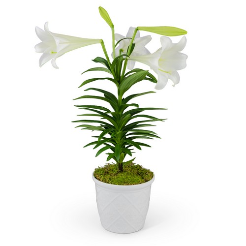 Classic Easter Lily from Joseph Genuardi Florist in Norristown, PA
