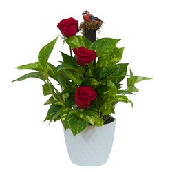 Green plant in Ceramic with Fresh Roses from Joseph Genuardi Florist in Norristown, PA