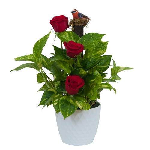 Green plant in Ceramic with Fresh Roses from Joseph Genuardi Florist in Norristown, PA