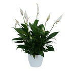 Peace Lily Plant in White Ceramic Container from Joseph Genuardi Florist in Norristown, PA