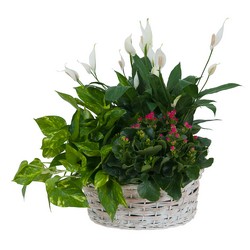 Living Garden Plant Basket from Joseph Genuardi Florist in Norristown, PA