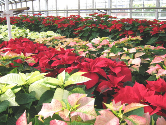 Poinsetta Perfection from Joseph Genuardi Florist in Norristown, PA