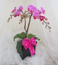 Purple Potted Orchid Plant from Joseph Genuardi Florist in Norristown, PA