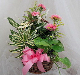 Moms Dish Garden Basket from Joseph Genuardi Florist in Norristown, PA