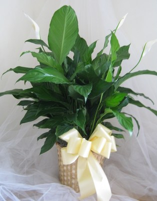 Spathiphyllum Splendor from Joseph Genuardi Florist in Norristown, PA