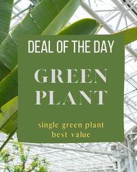 Green Plant Deal of the Day from Joseph Genuardi Florist in Norristown, PA