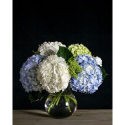 Hydrangea Bubble from Joseph Genuardi Florist in Norristown, PA