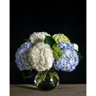 Hydrangea Bubble from Joseph Genuardi Florist in Norristown, PA