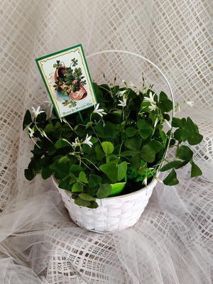 Shamrock Basket from Joseph Genuardi Florist in Norristown, PA