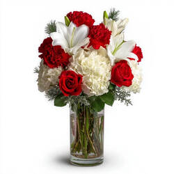 Christmas Morning Bloom from Joseph Genuardi Florist in Norristown, PA