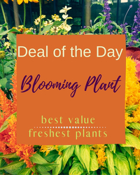 Blooming Plant Deal of the Day from Joseph Genuardi Florist in Norristown, PA