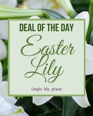 Easter Lily Plant from Joseph Genuardi Florist in Norristown, PA