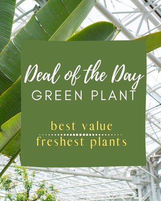 Green Plant Deal of the Day from Joseph Genuardi Florist in Norristown, PA