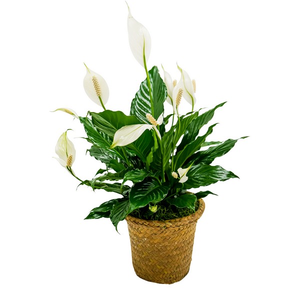 Peace Lily Basket - Small from Joseph Genuardi Florist in Norristown, PA