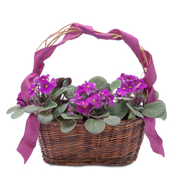 Very Violet Basket from Joseph Genuardi Florist in Norristown, PA