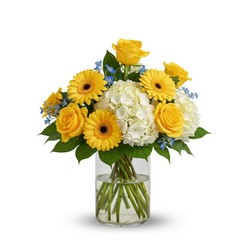 Little Ray of Sunshine from Joseph Genuardi Florist in Norristown, PA