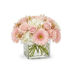 Cuddle Bug from Joseph Genuardi Florist in Norristown, PA