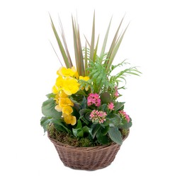 Bloomin' Sunshine Basket from Joseph Genuardi Florist in Norristown, PA