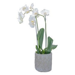 White Elegance Orchid from Joseph Genuardi Florist in Norristown, PA