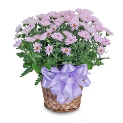 Lavender Chrysanthemum Basket from Joseph Genuardi Florist in Norristown, PA