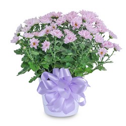 Lavender Chrysanthemum in Ceramic Container from Joseph Genuardi Florist in Norristown, PA