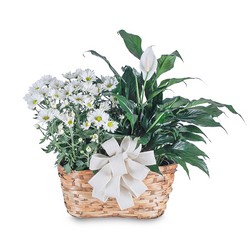 Blooming and Green Plant Combination from Joseph Genuardi Florist in Norristown, PA