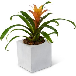 Bromeliad Mini from Joseph Genuardi Florist in Norristown, PA