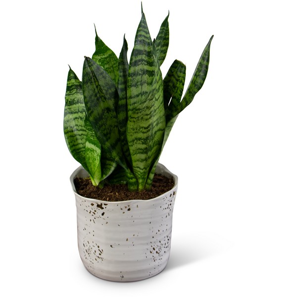 Snake Plant from Joseph Genuardi Florist in Norristown, PA