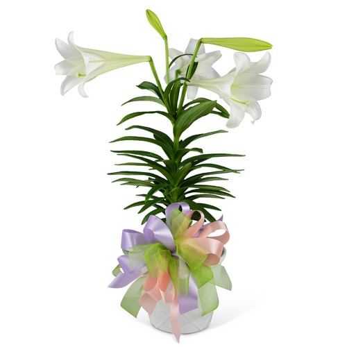 Easter Lily with Bow from Joseph Genuardi Florist in Norristown, PA