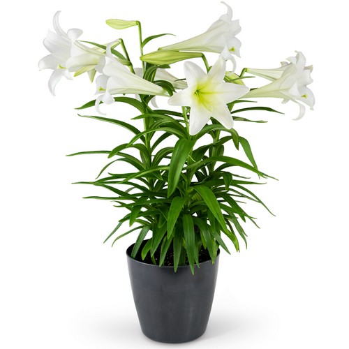 Grande Easter Lily from Joseph Genuardi Florist in Norristown, PA