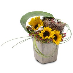 Urban Nest from Joseph Genuardi Florist in Norristown, PA