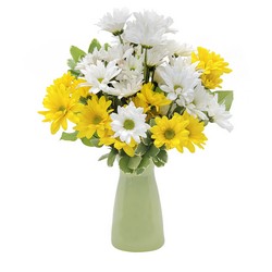 Daisy Crazy from Joseph Genuardi Florist in Norristown, PA