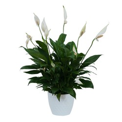 Peace Lily Plant in White Ceramic Container from Joseph Genuardi Florist in Norristown, PA