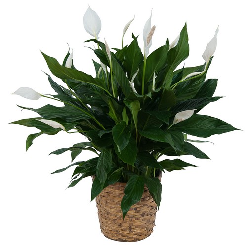 Peace Lily Plant in Basket from Joseph Genuardi Florist in Norristown, PA