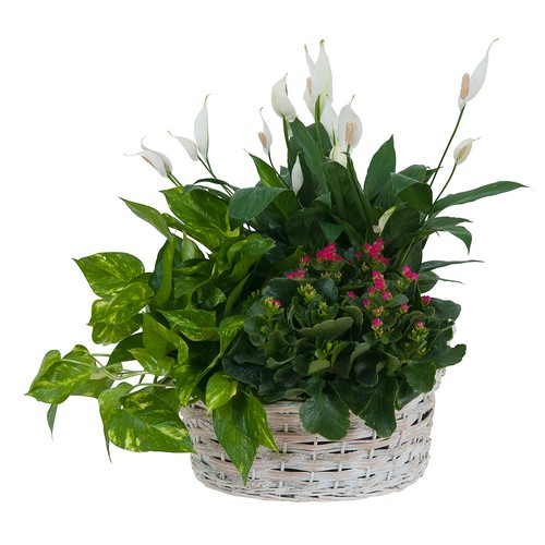 Living Garden Plant Basket from Joseph Genuardi Florist in Norristown, PA