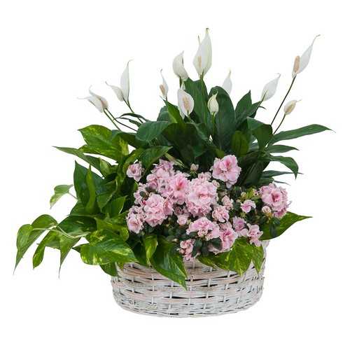 Living Blooming  White Garden Basket  from Joseph Genuardi Florist in Norristown, PA