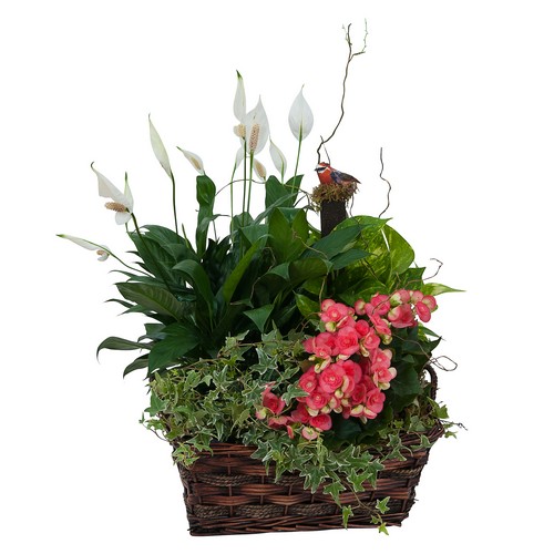 Living Blooming  Garden Basket  from Joseph Genuardi Florist in Norristown, PA