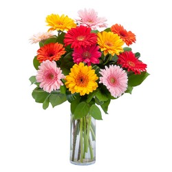 Grand Gerbera from Joseph Genuardi Florist in Norristown, PA