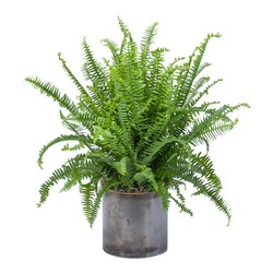 Fern from Joseph Genuardi Florist in Norristown, PA