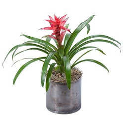 Bromeliad from Joseph Genuardi Florist in Norristown, PA