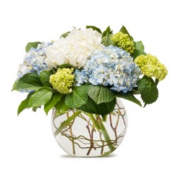 Mighty Hydrangea from Joseph Genuardi Florist in Norristown, PA