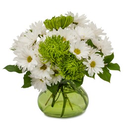 Top of the Morning from Joseph Genuardi Florist in Norristown, PA